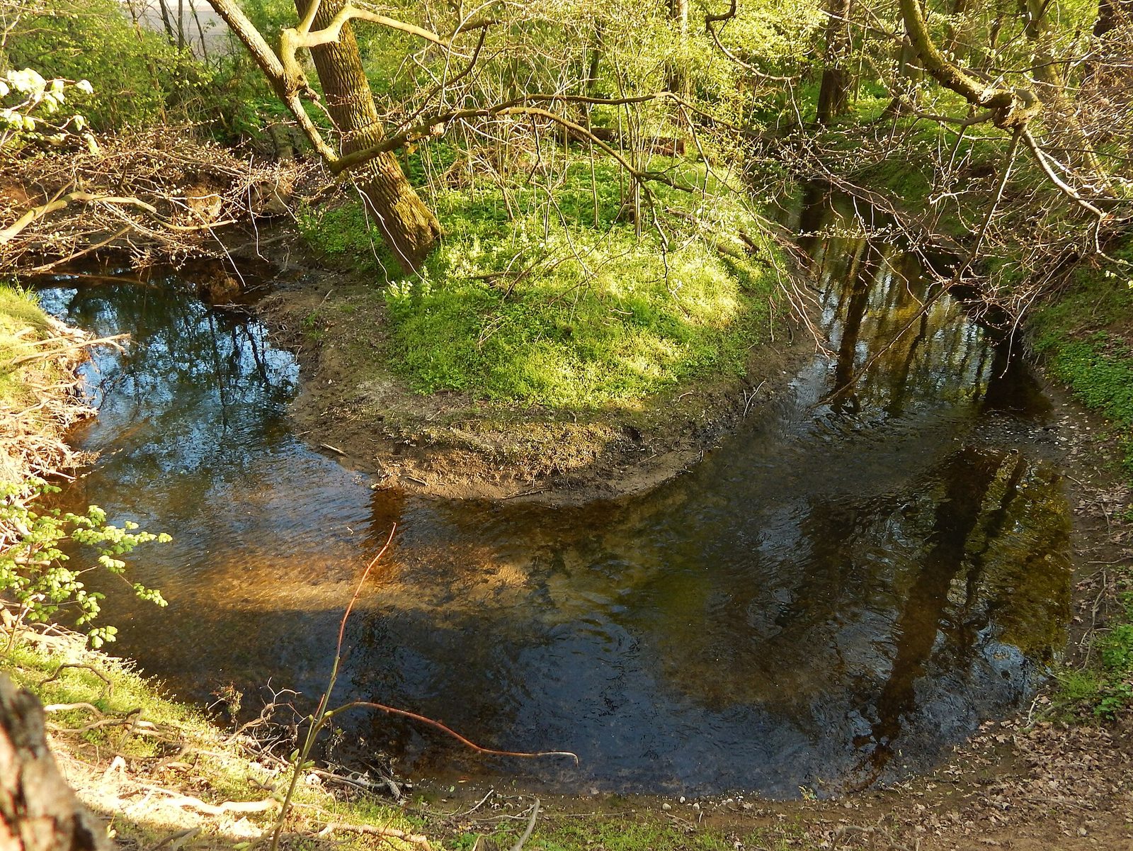 Meandr potoka Struhy - voda obtéká travnatý ostrůvek mezi stromy